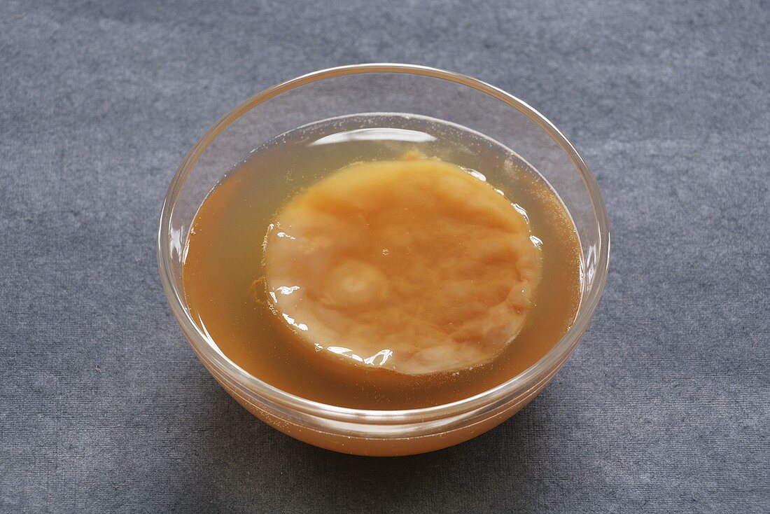 Kombucha tea mushroom in glass dish