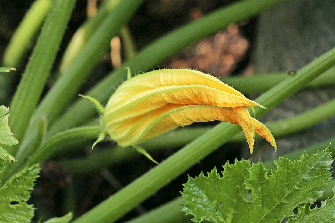 Zucchiniblüte an der Pflanze