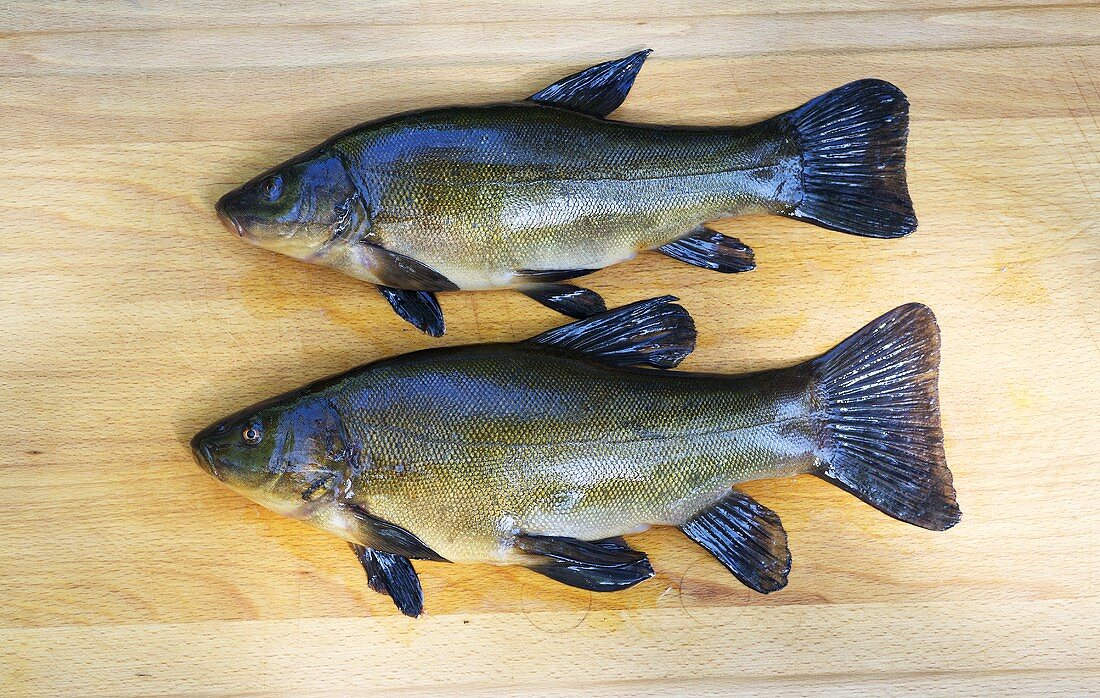 Two tench