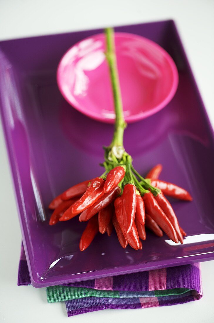 Viele rote Chilischoten auf lila Teller