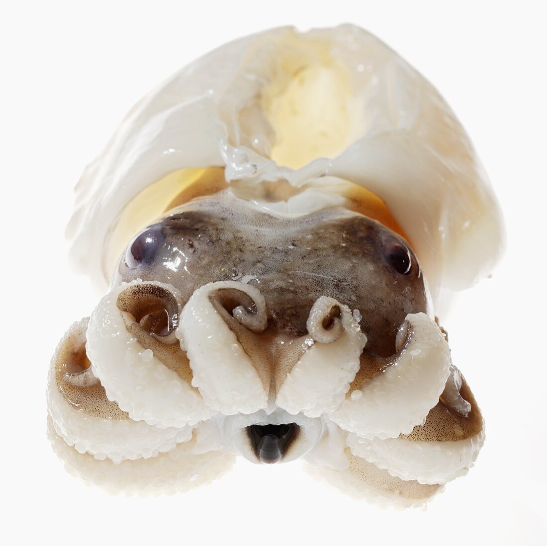 Fresh squid (close-up)
