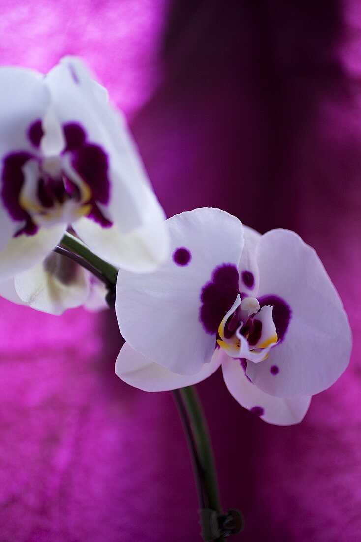 White and purple orchids