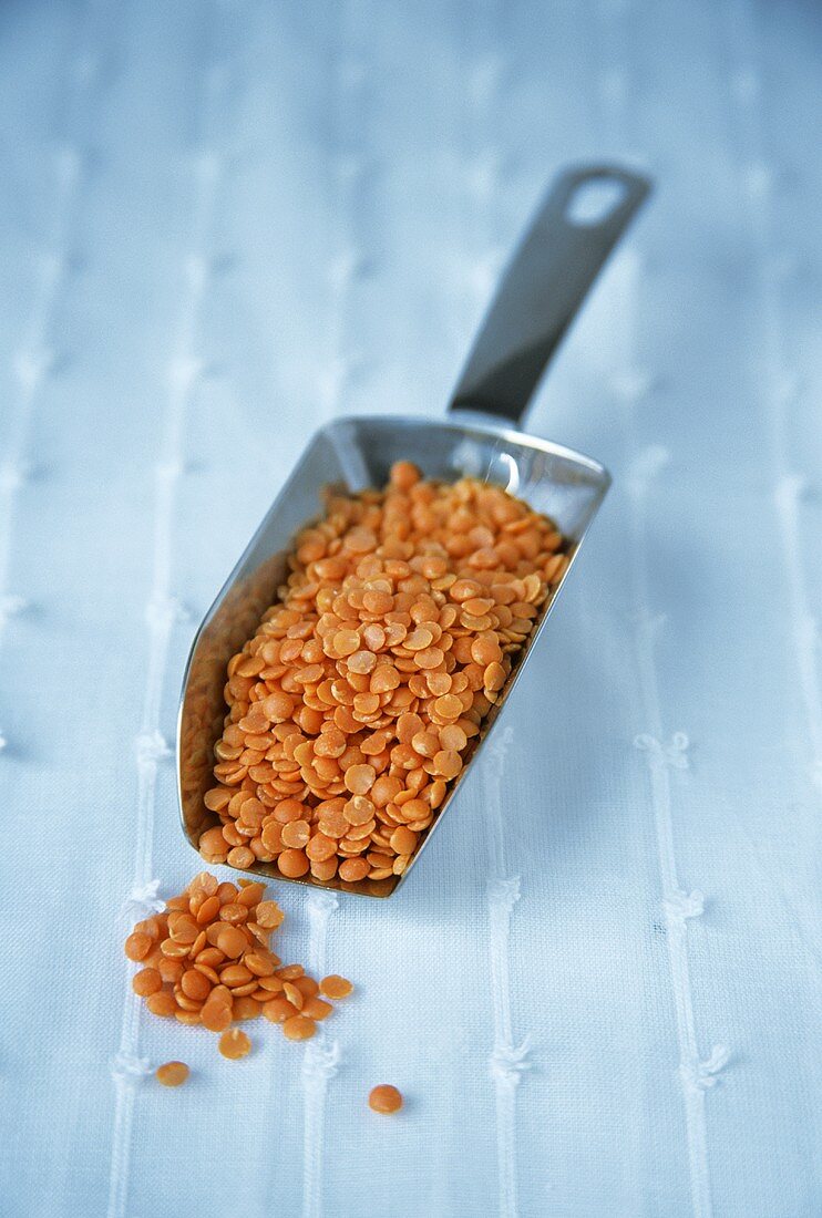 Red lentils in small scoop