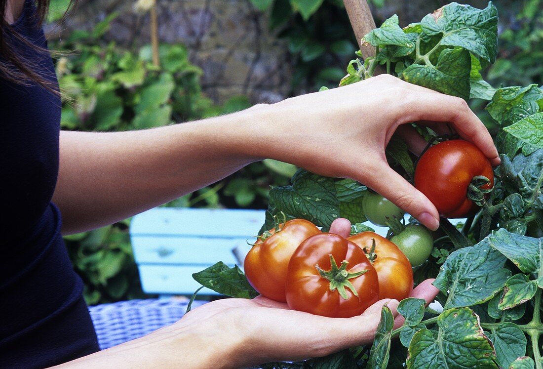 Junge Frau pflückt Tomaten
