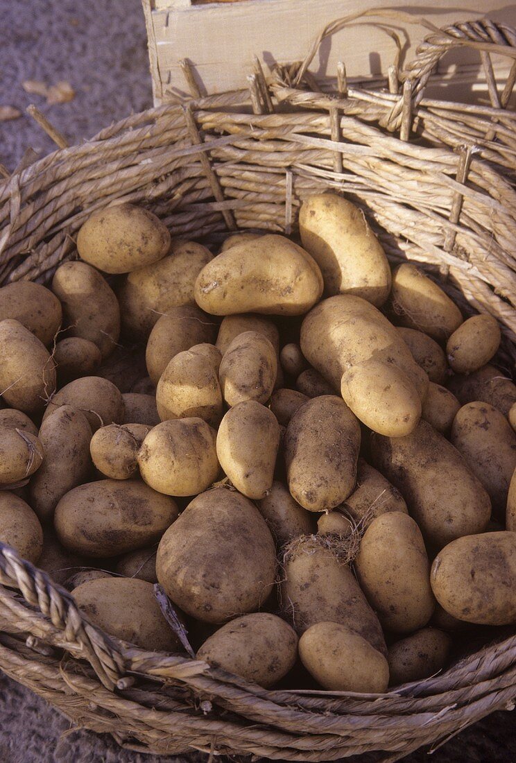 Potatoes in a basket