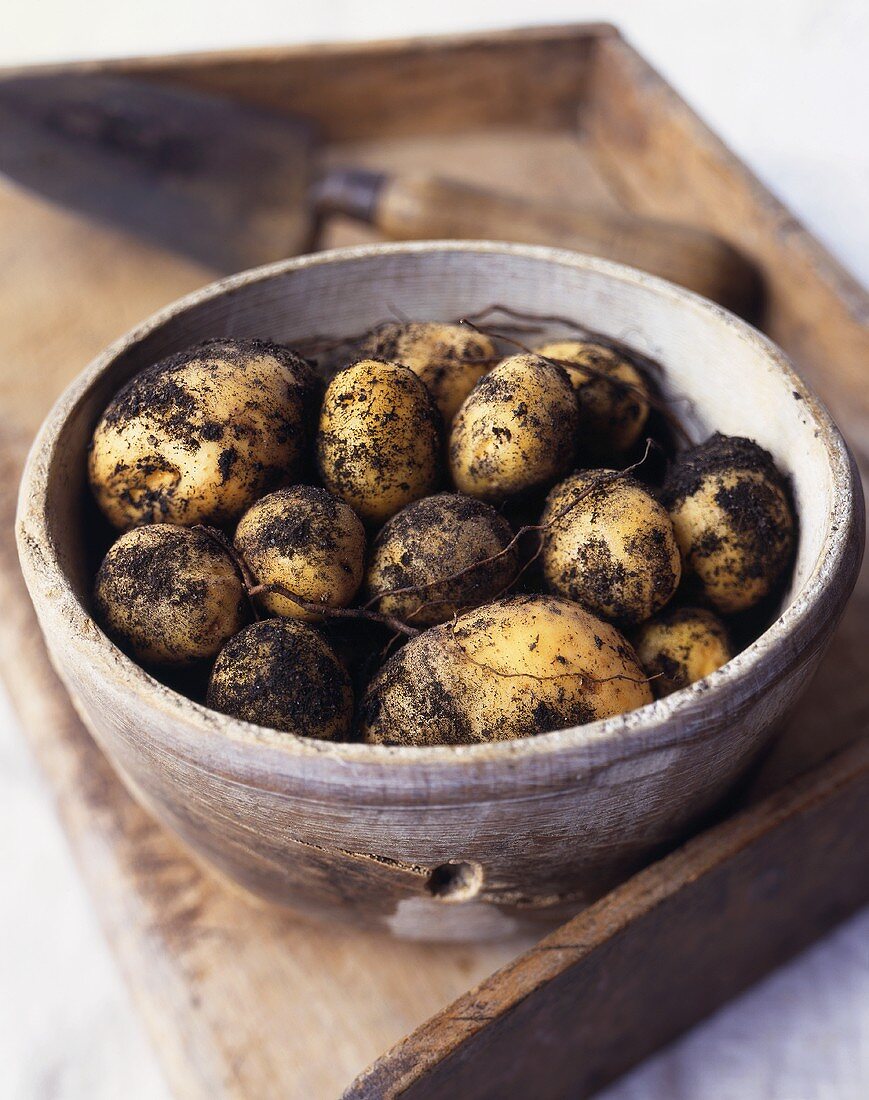 Freshly picked potatoes