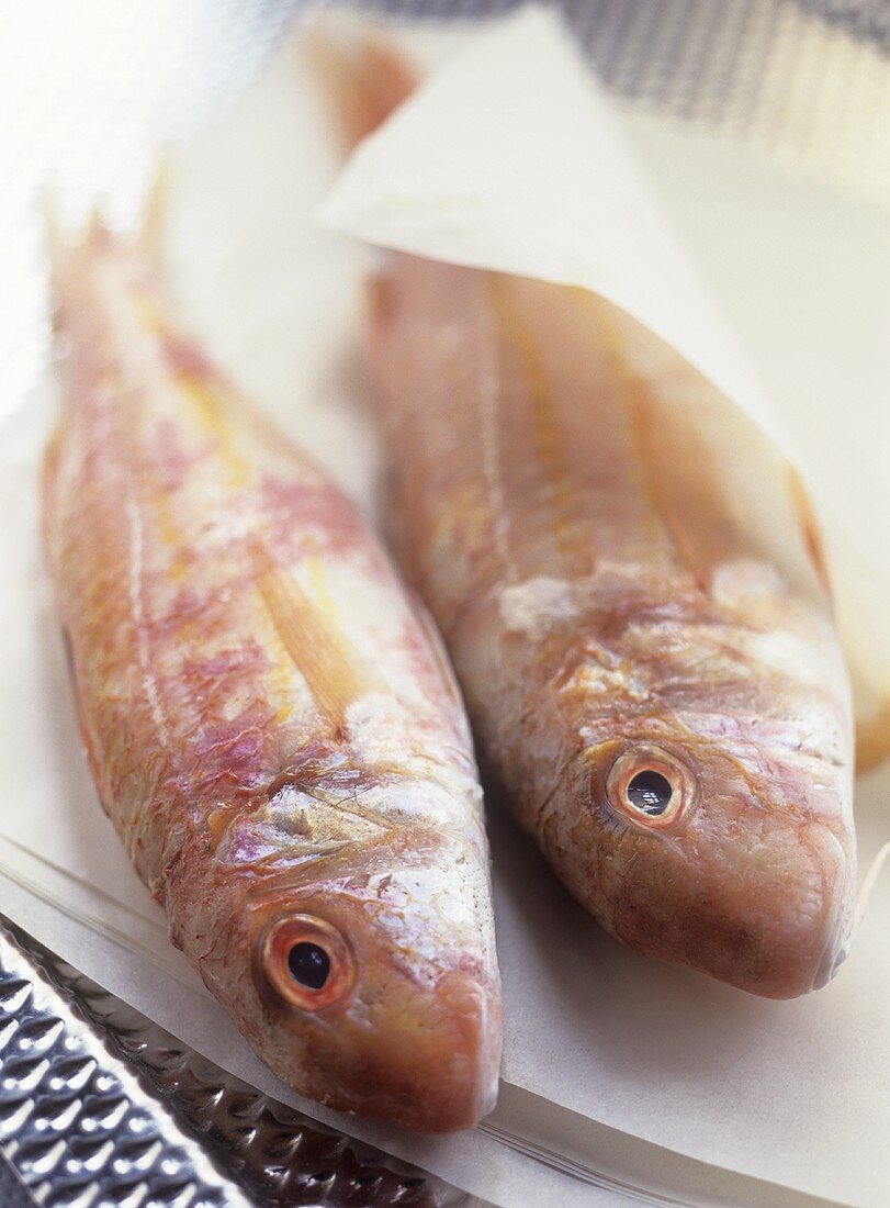 Two red snappers