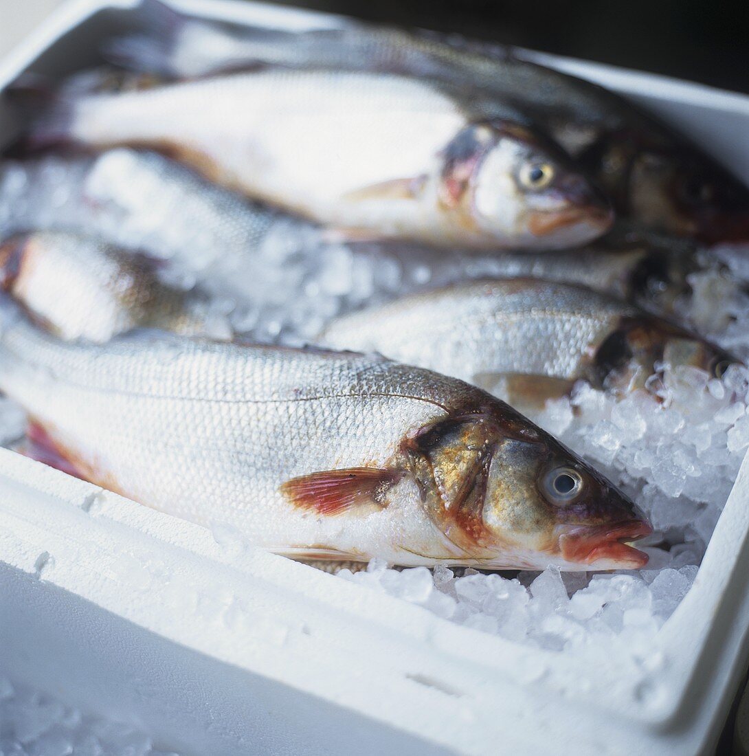 Sea bass on ice