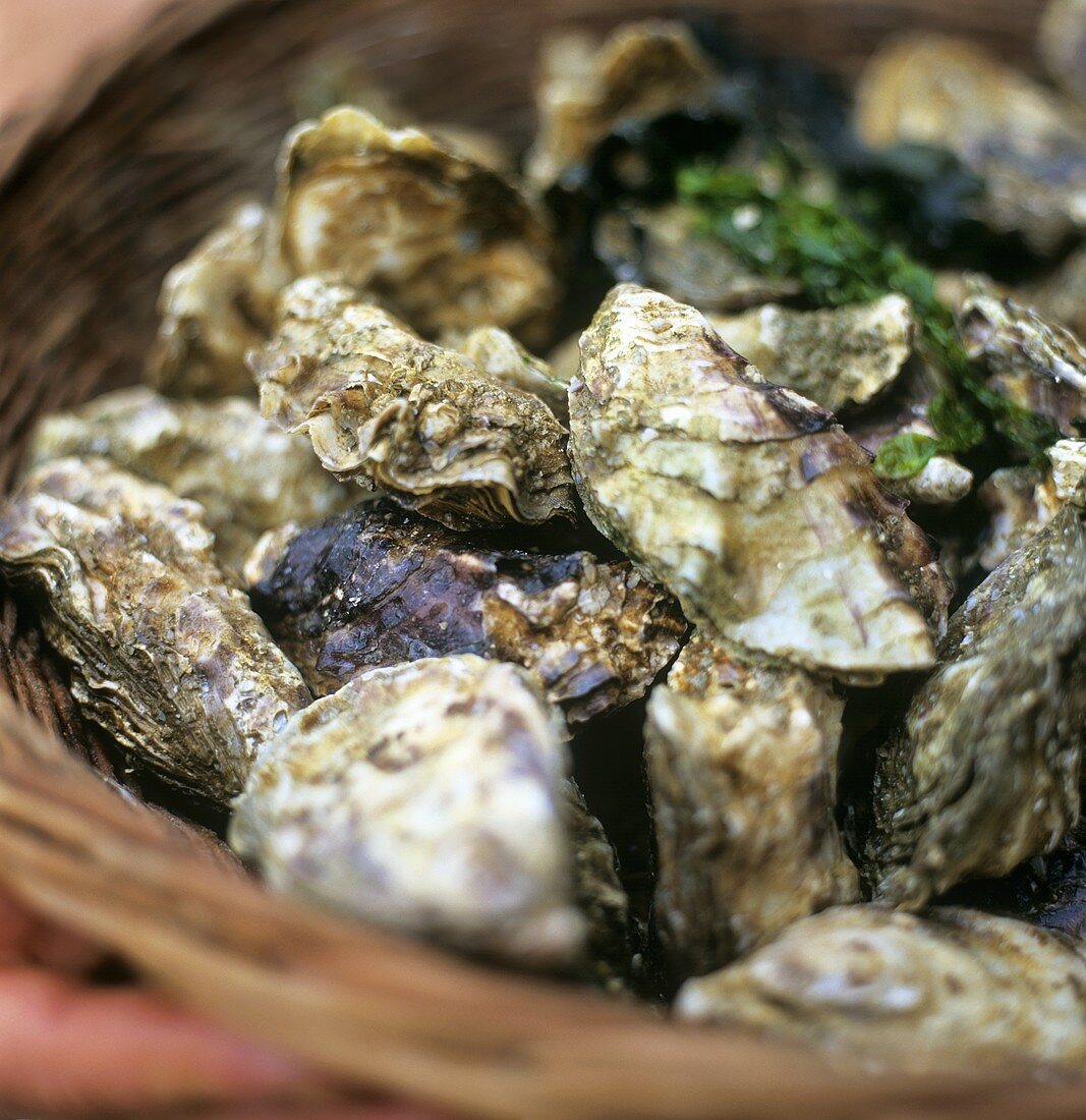 Fresh oysters in a basket