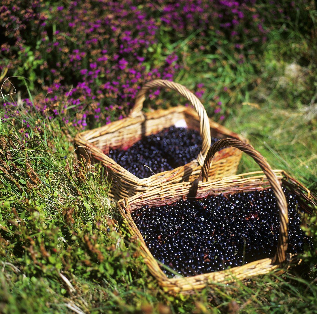 Two baskets of bilberries