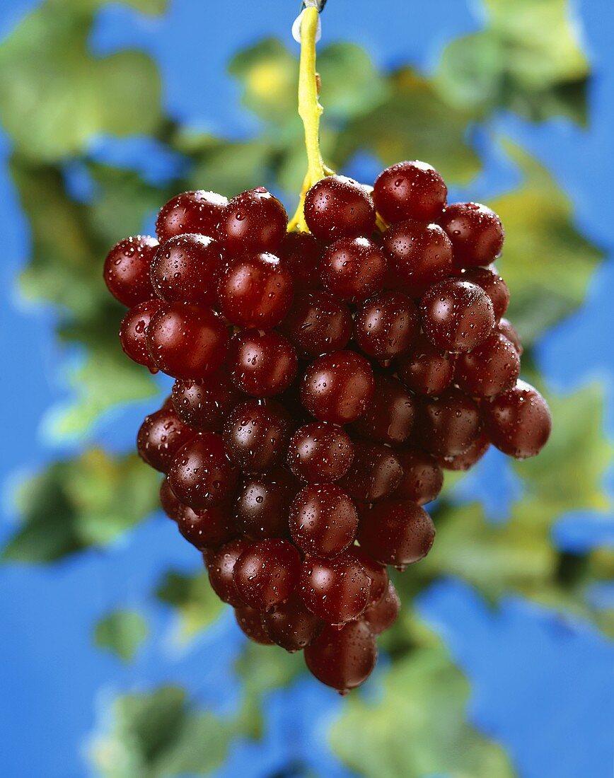 Red grapes with drops of water