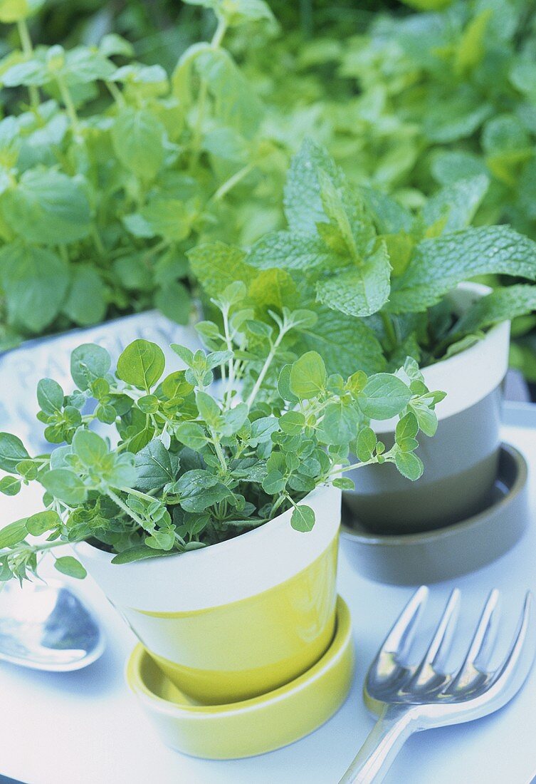 Blumentöpfe mit Thymian und Borretsch auf Gartentisch