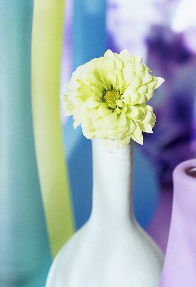weiße Chrysantheme und bunte Vasen