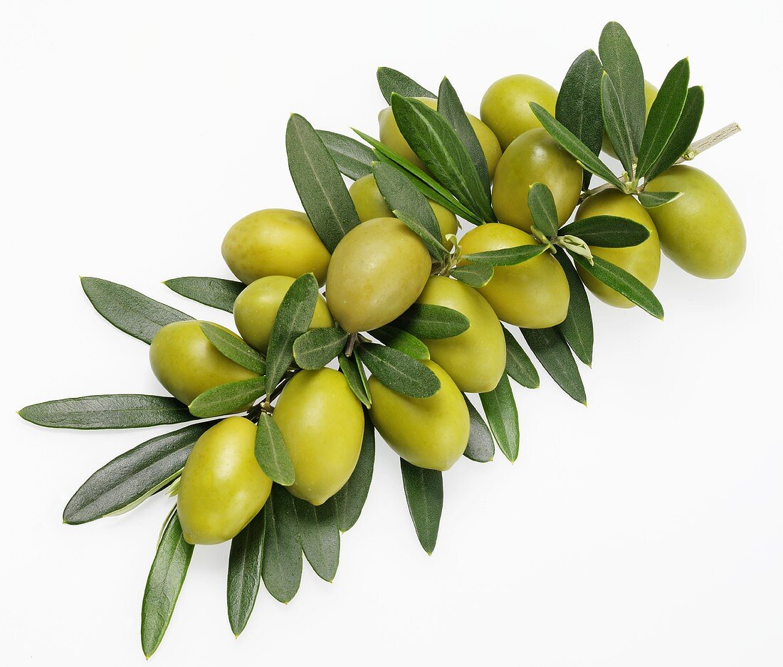 Zweig mit grünen Oliven