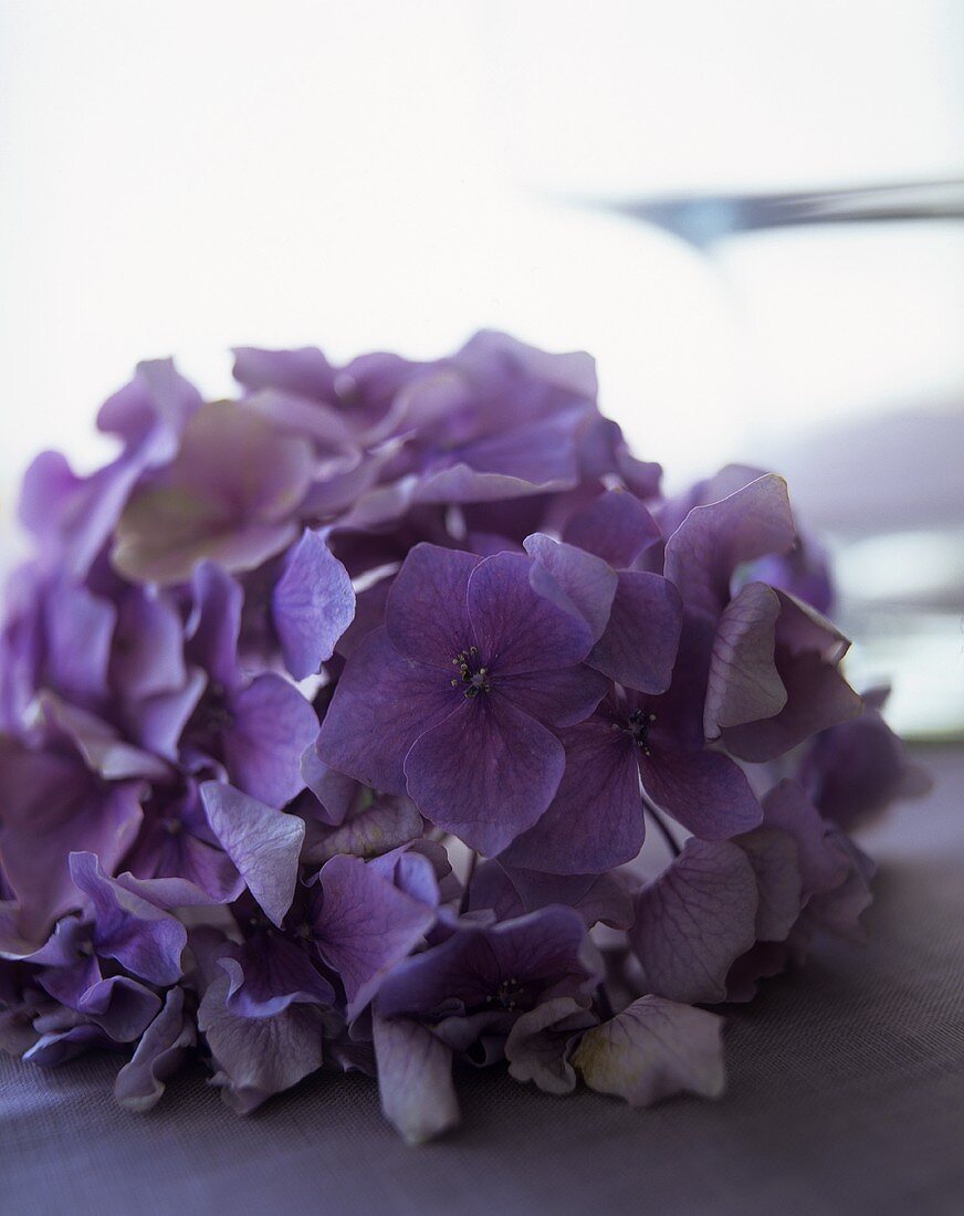 Purple hydrangea