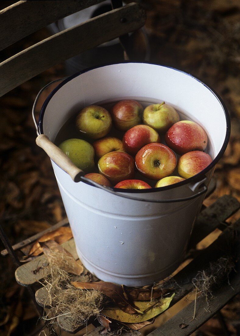 Apples (Cox's Orange Pippin) in a bucket of water