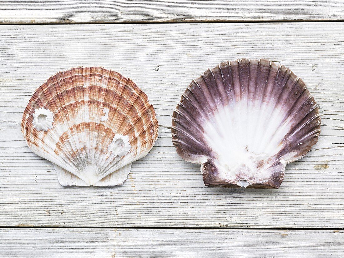 Two scallop shells on wooden background