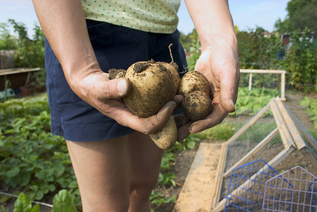 Hände halten Maris-Piper-Kartoffeln im Garten