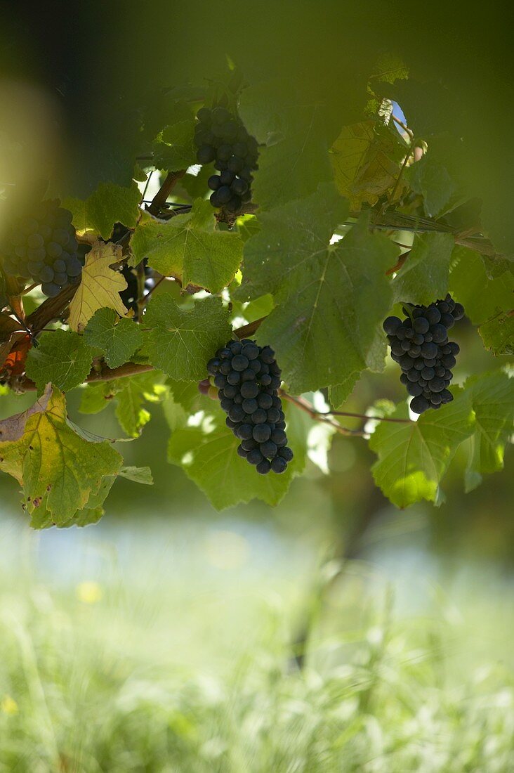 Red wine grapes on the vine, New Zealand