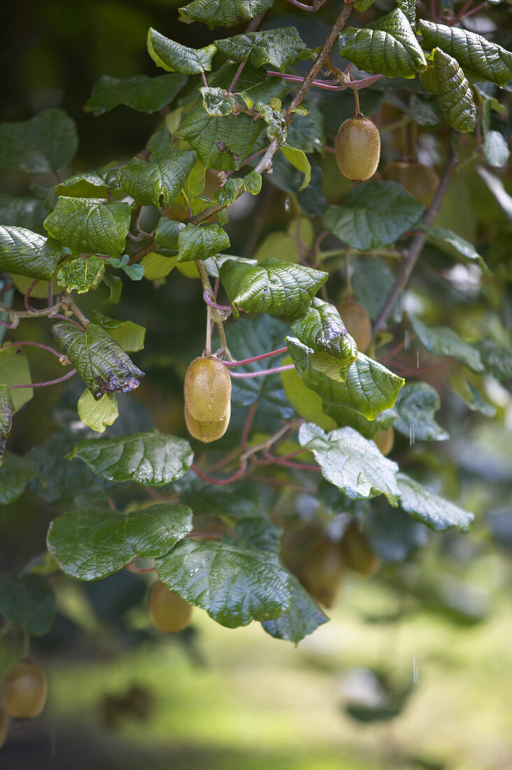 Kiwi fruits on the tree