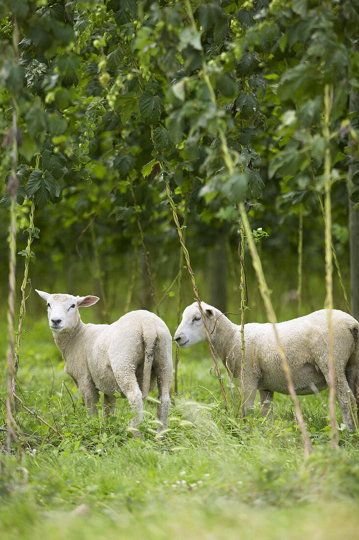 Zwei Schafe zwischen Hopfen