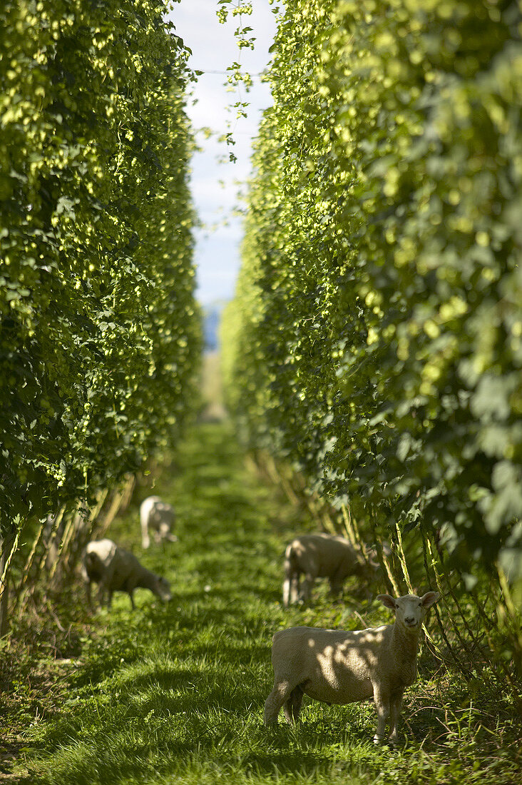 Sheep between rows of hops in New Zealand