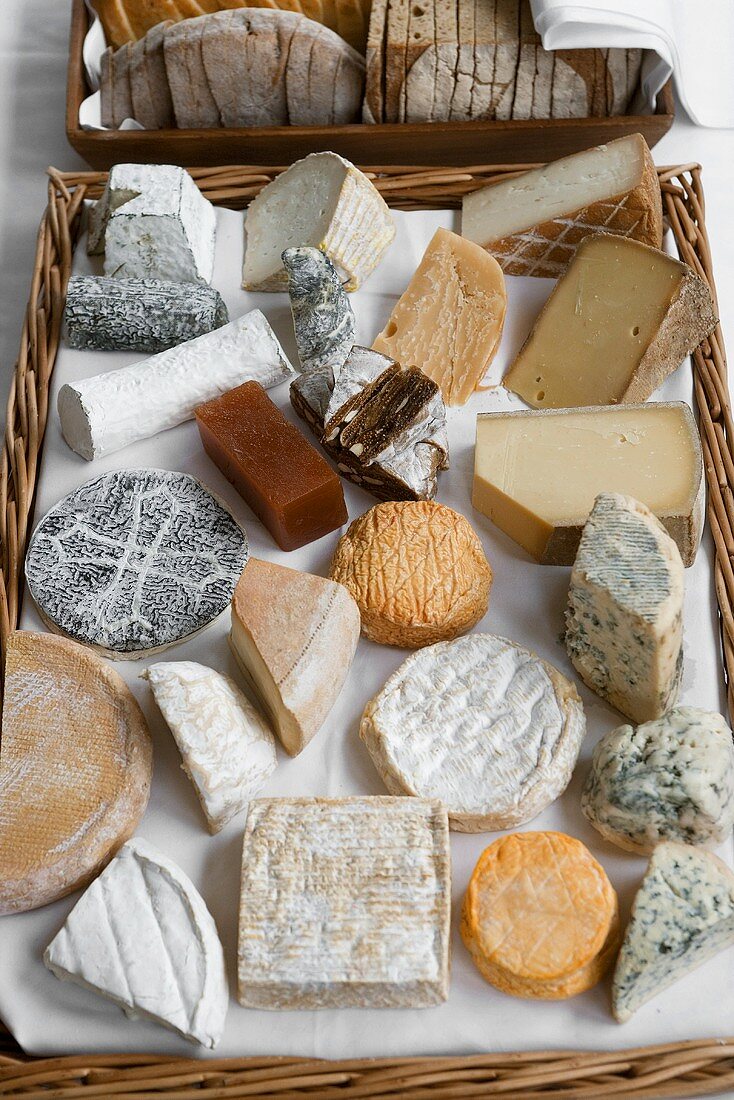 Stillleben mit verschiedenen Käsesorten auf Tablett