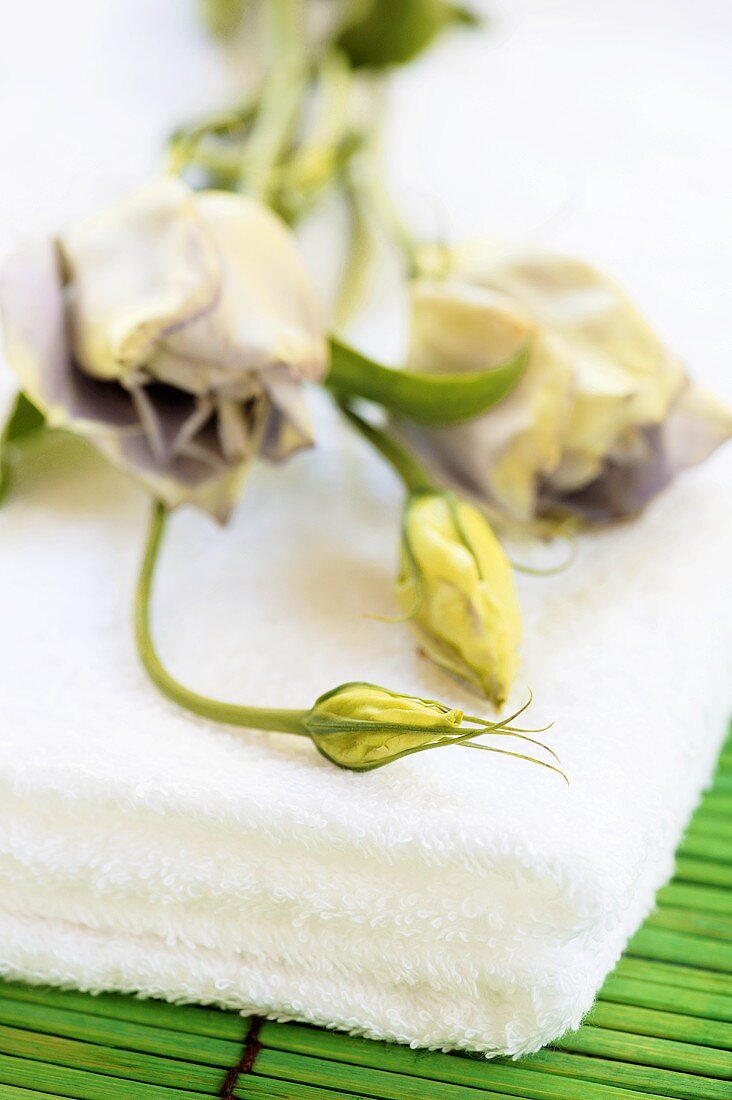 Eustoma (Prairie gentian or Lisianthus) on towels