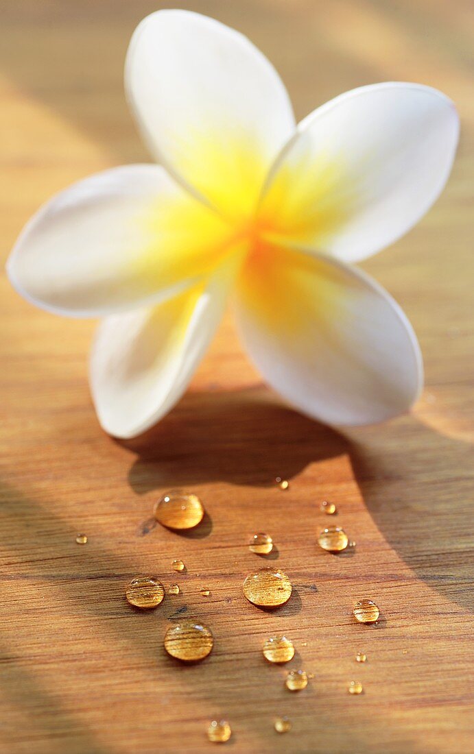 Frangipani-Blüte und Wassertropfen auf Holzuntergrund