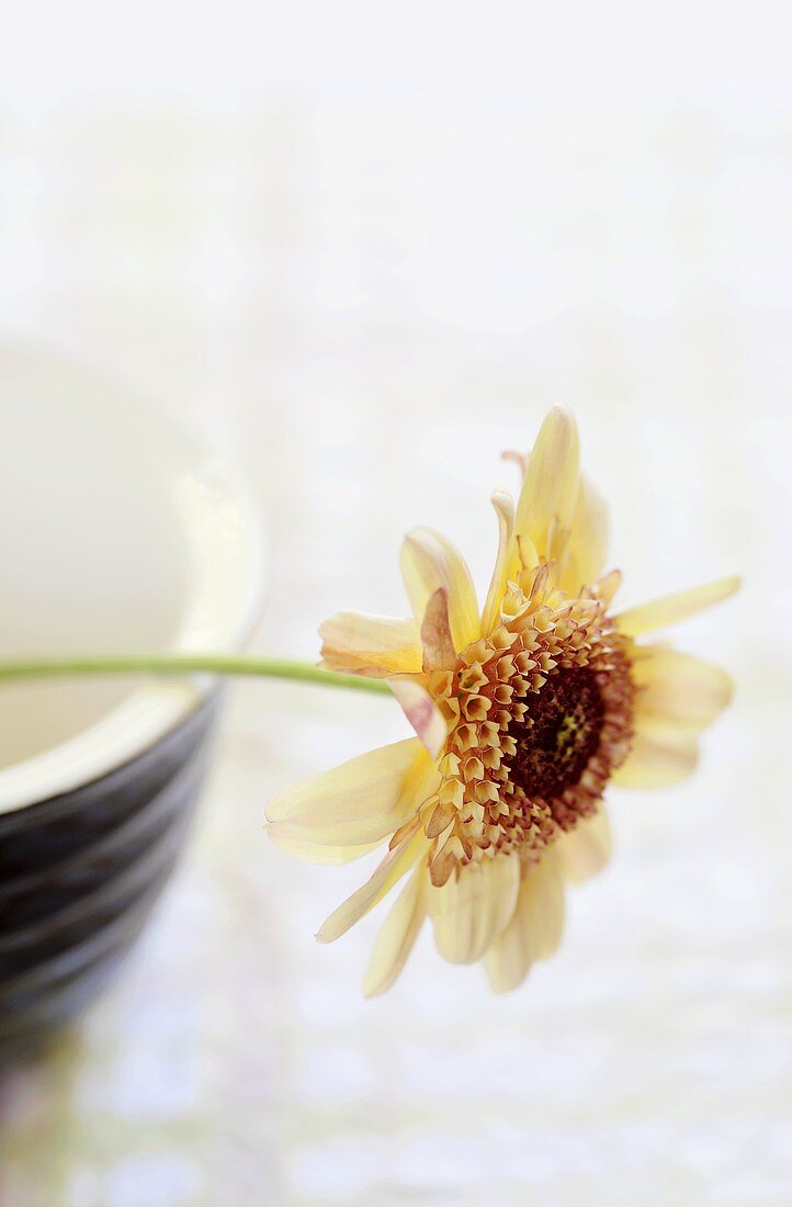 Chrysanthemum flower