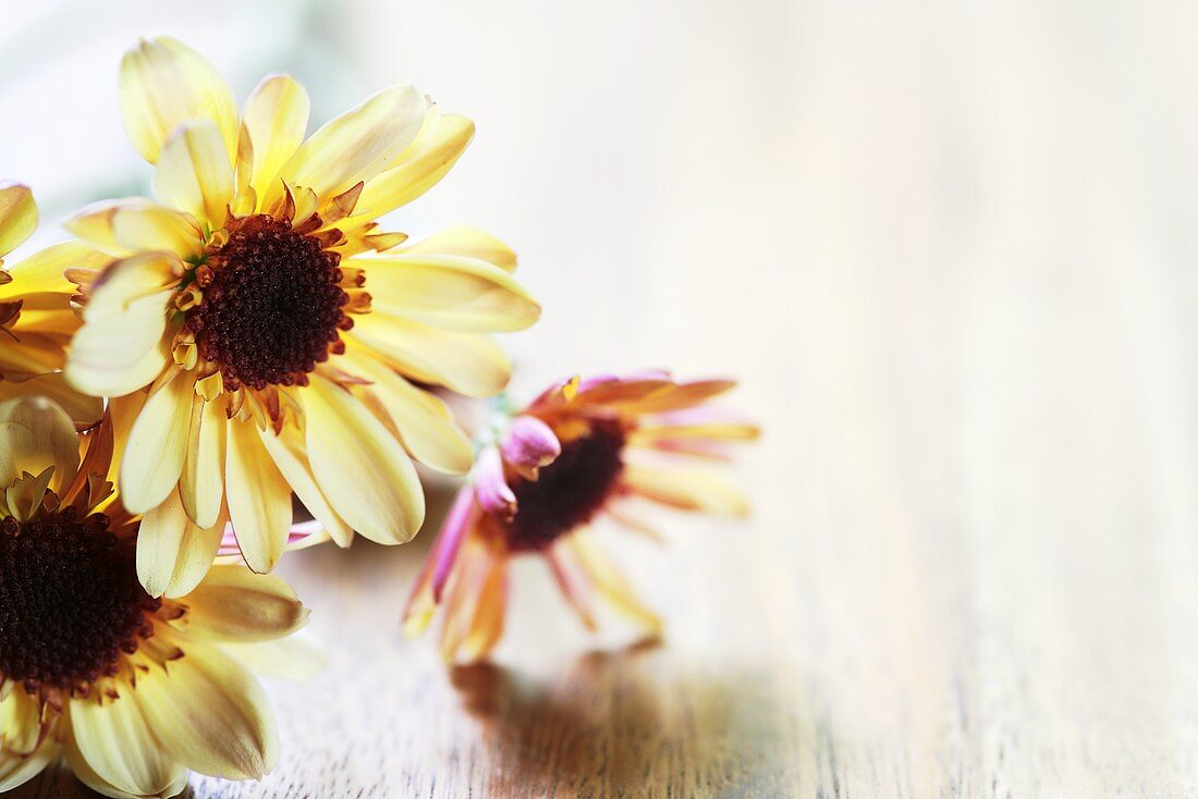 Chrysanthemums on wooden background