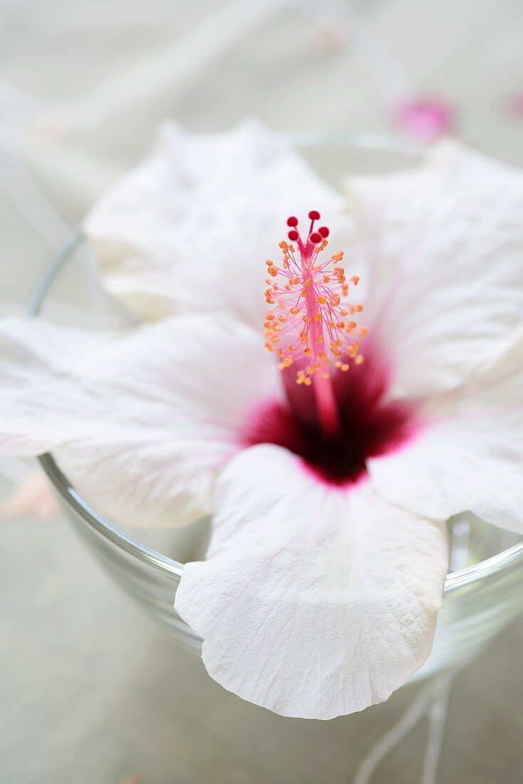 White hisbiscus flower (Hibiscus rosa-sinensis) in a glass