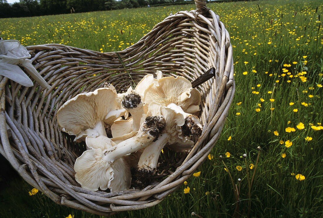 Fresh St. George's mushrooms in a basket