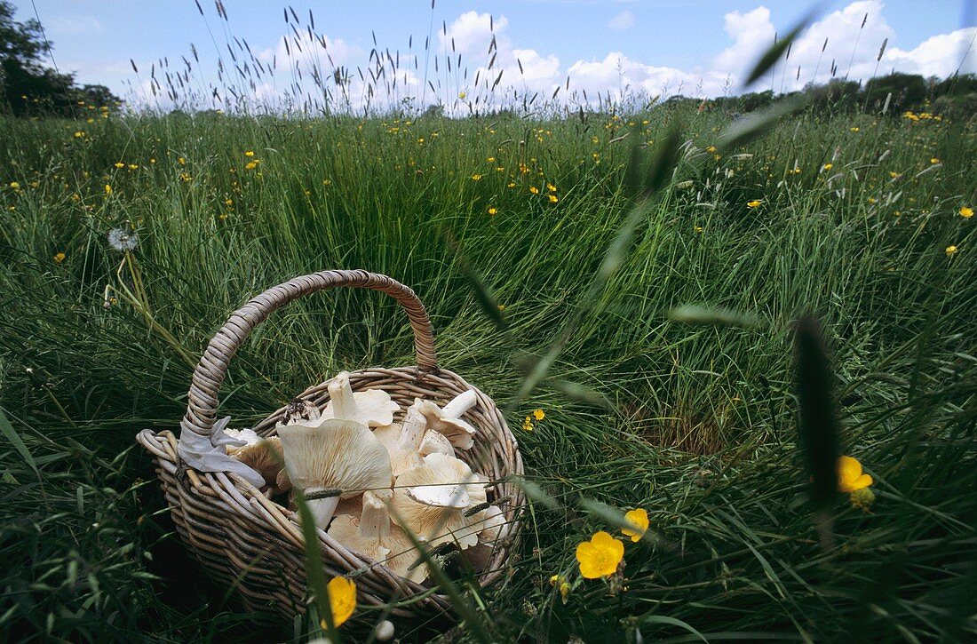 Frische Maipilze in einem Korb