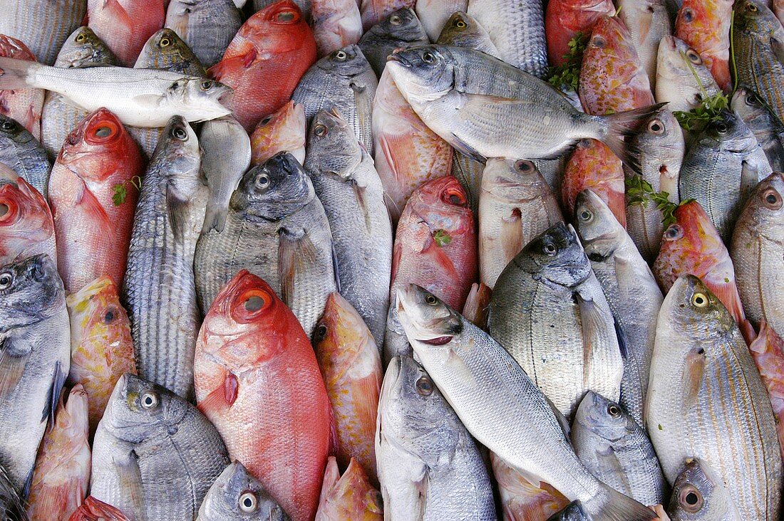 Frische Fische auf einem Markt