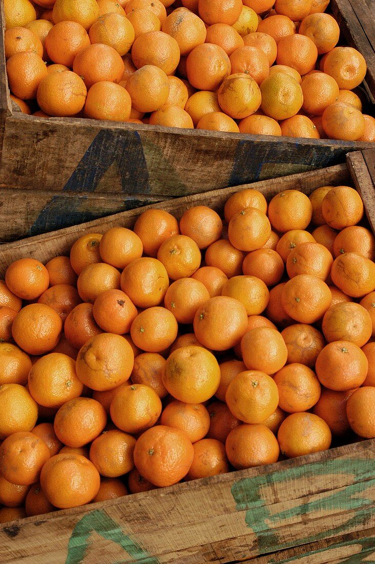 Fresh oranges in crates
