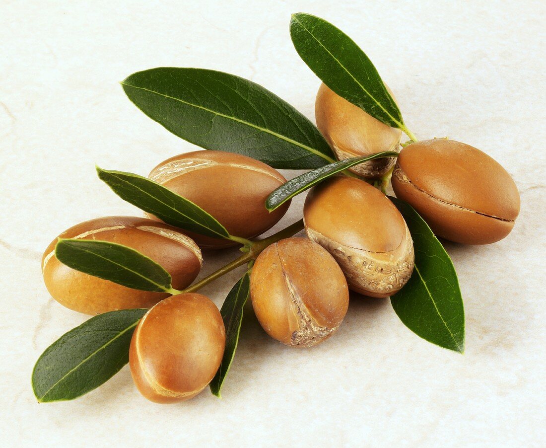Twig with Moroccan argan nuts