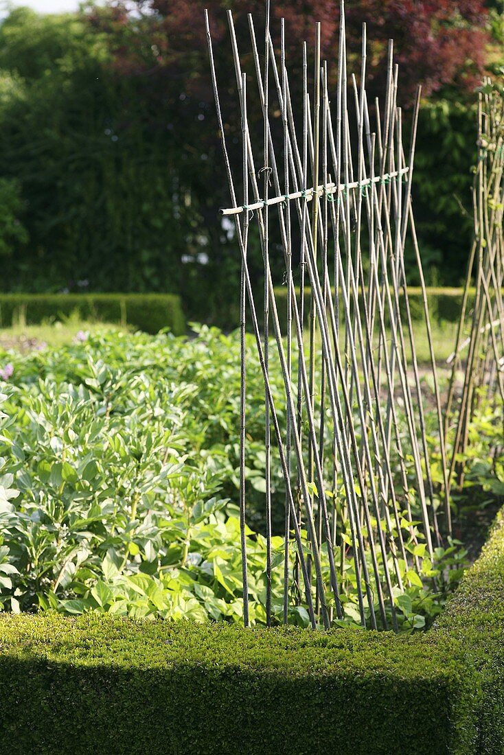 Ein Bohnenrankgerüst in einem Gartenbeet