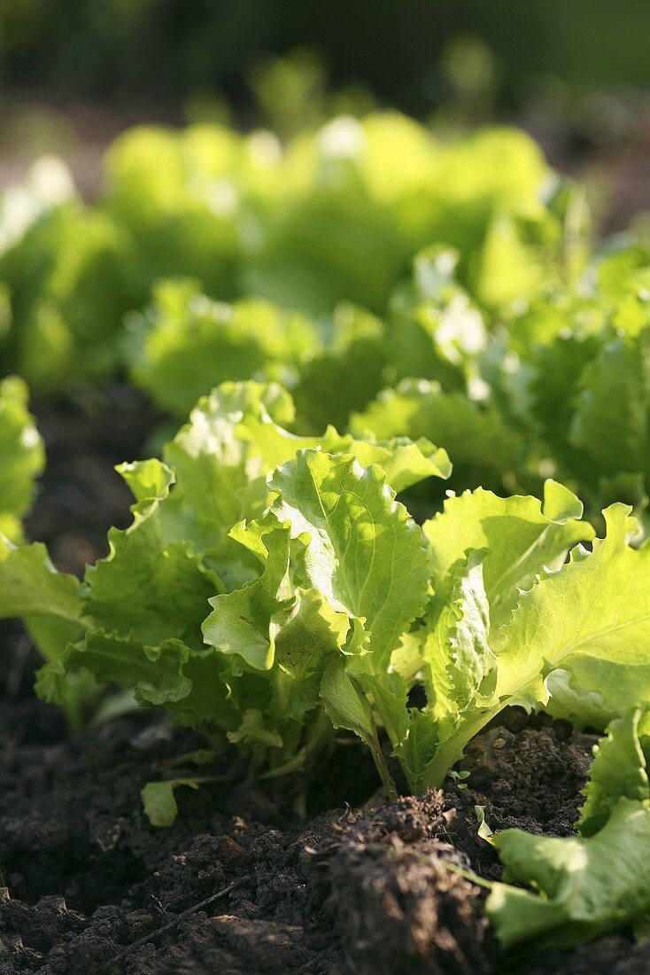 Lettuce growing in a salad bed