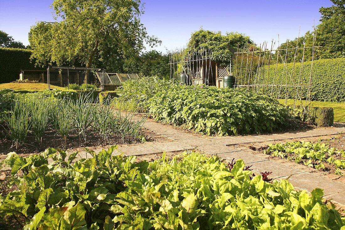 Beds and paths in an organic vegetable garden (England)