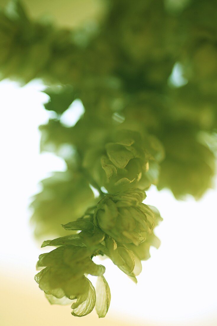 Several dried hop flowers