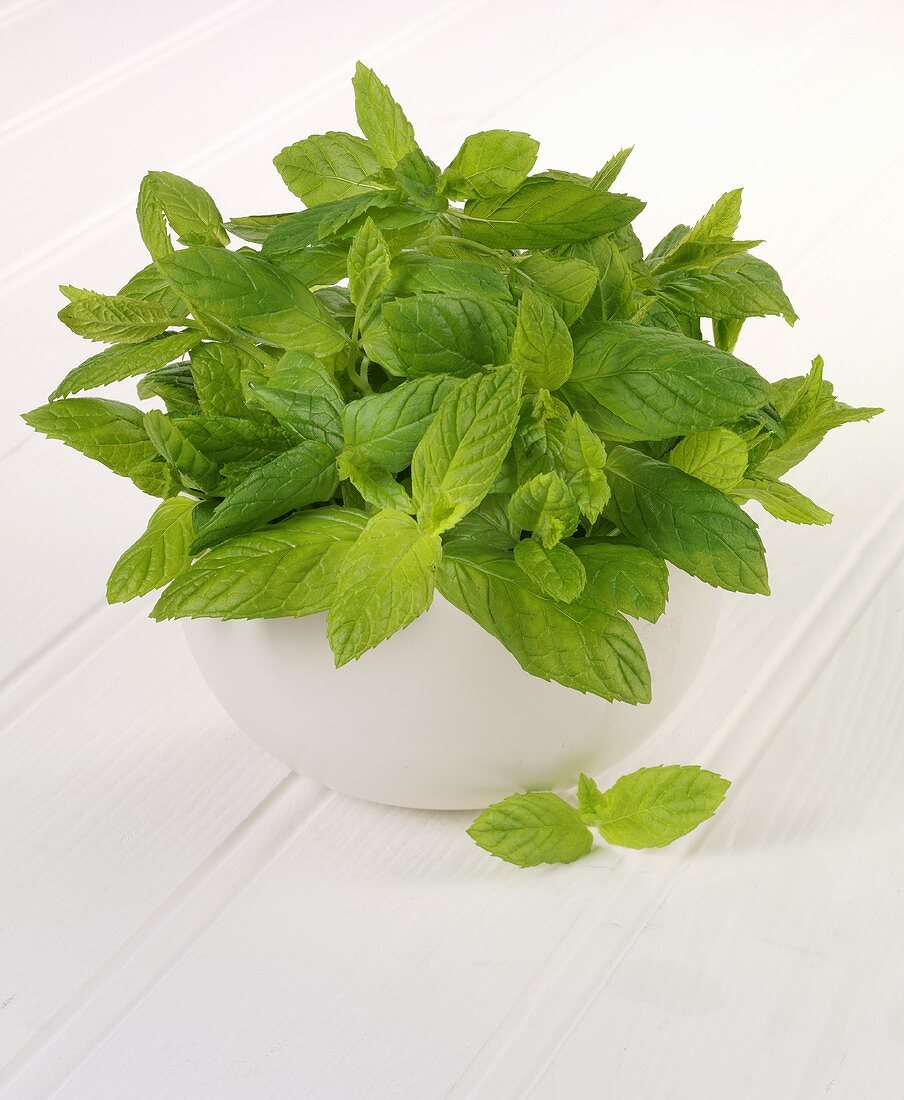 Mint in a white pot