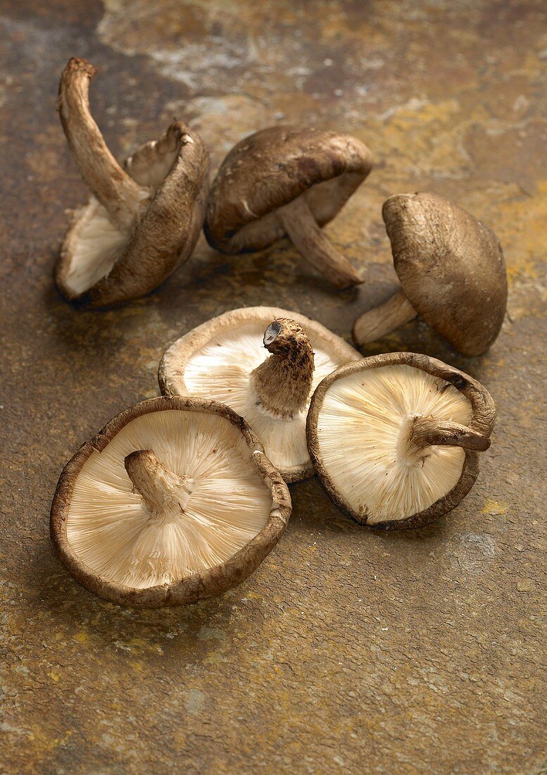 Sechs frische Shiitake-Pilze