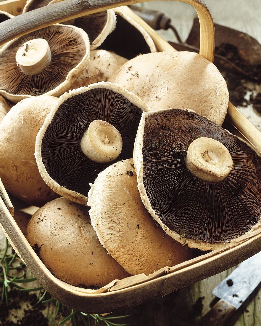 Basket of portabella mushrooms