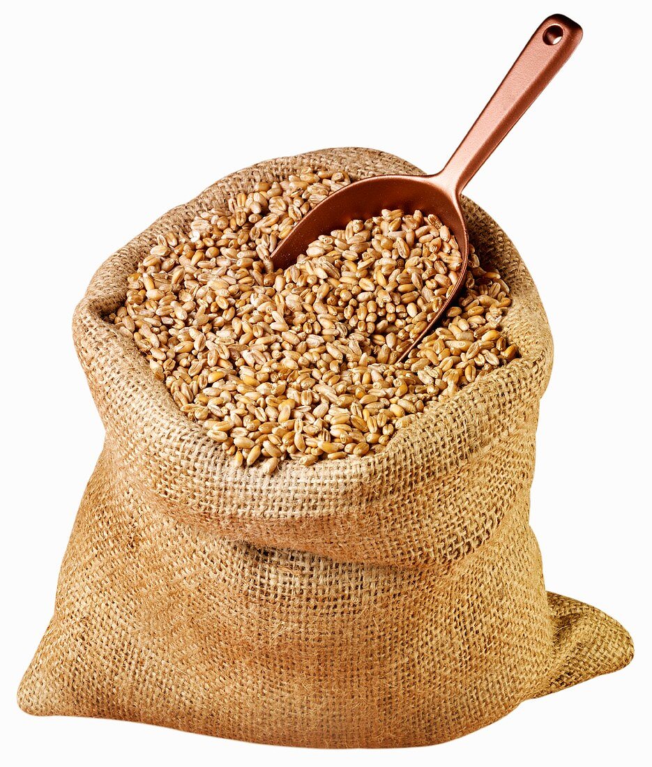 Wheat in jute sack with scoop