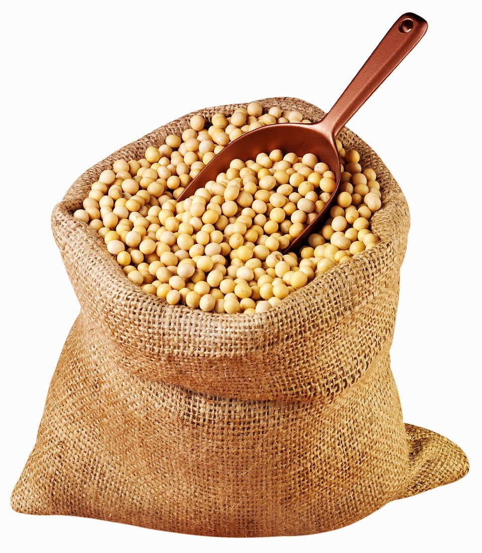 Soya beans in jute sack with scoop