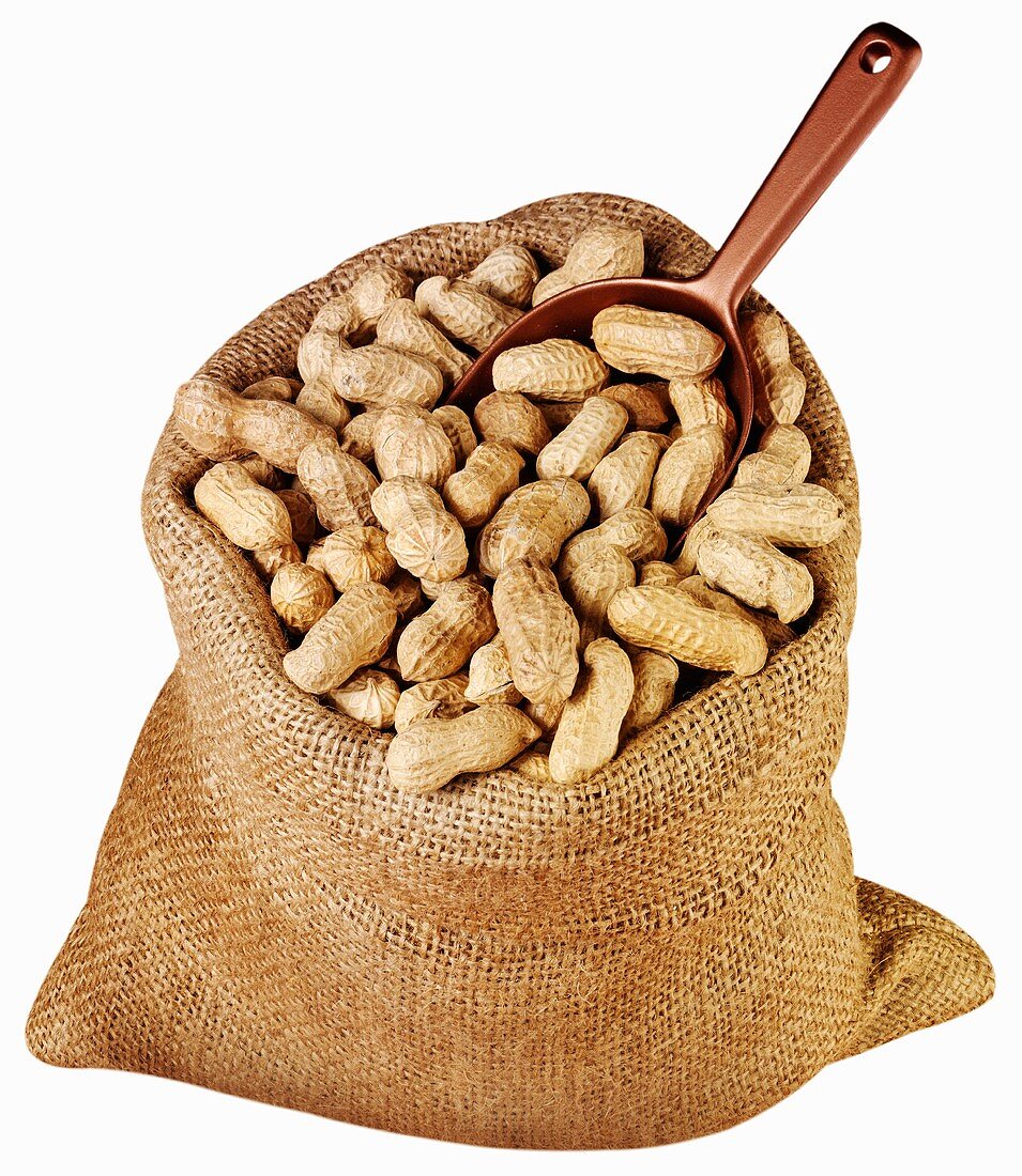 Erdnüsse in einem Jutesack mit Schaufel