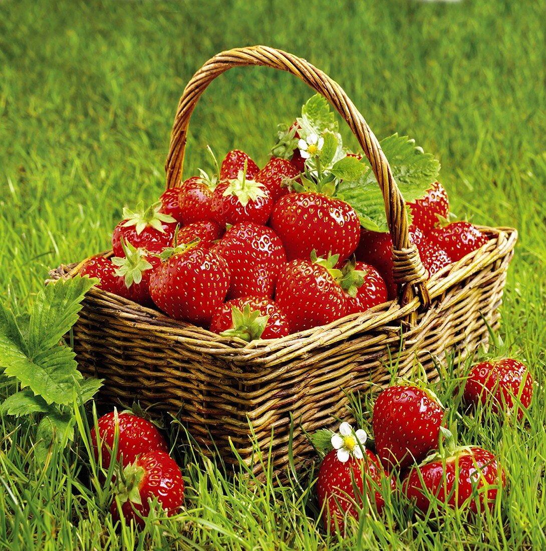 A basket of fresh strawberries on grass