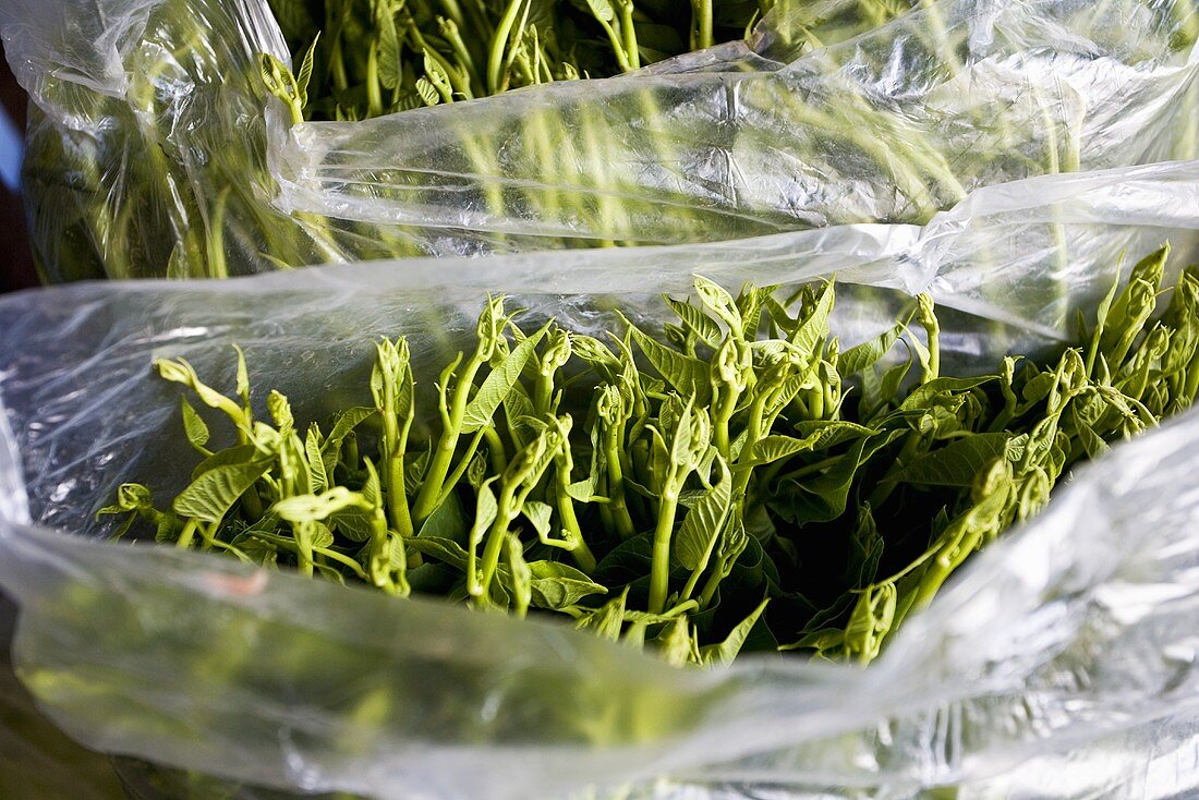 Water spinach in plastic bags (Thailand)