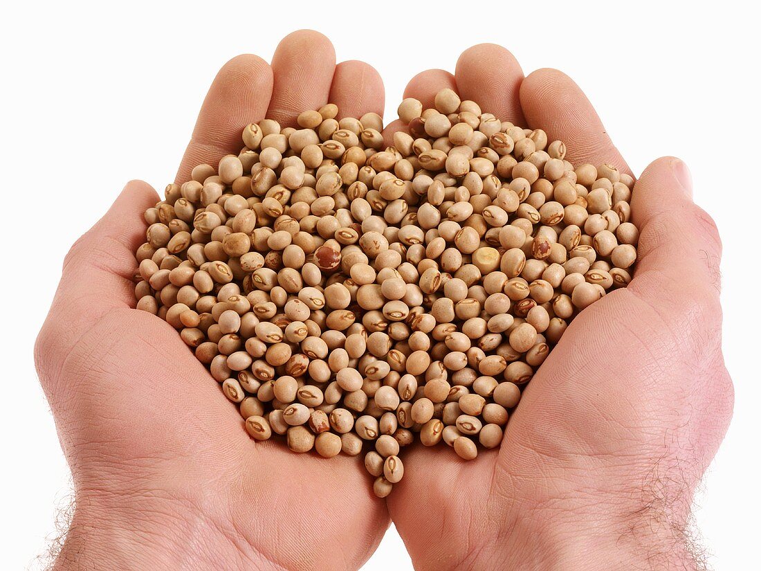 Hands holding dried peas